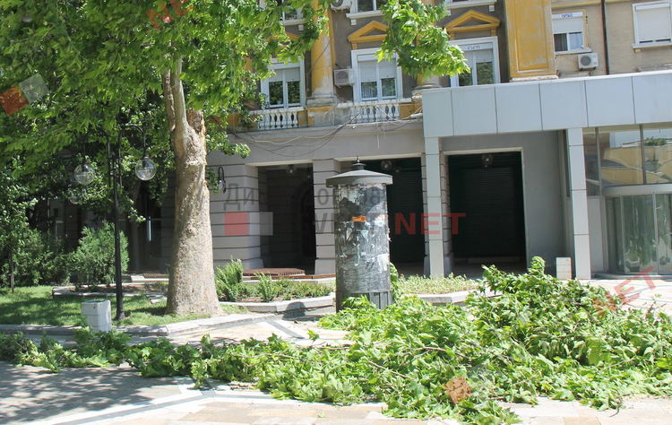 Огромен клон падна на централната пешеходна алея на Димитровгрд