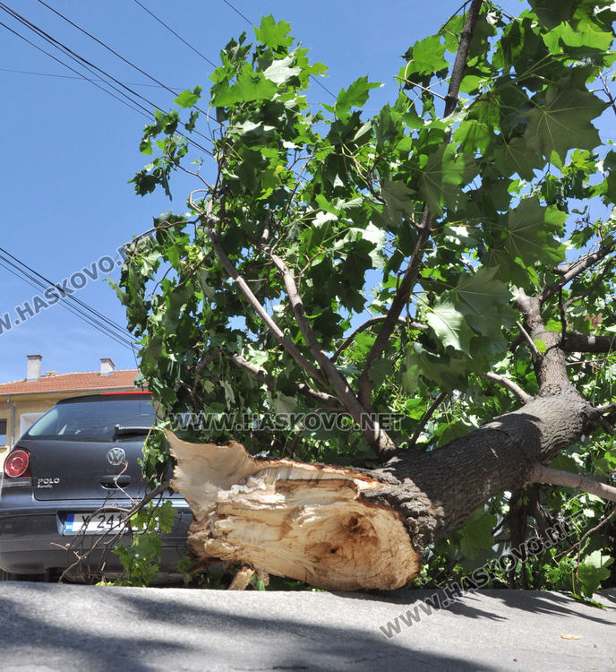 Силният вятър пречупи клони в Хасково