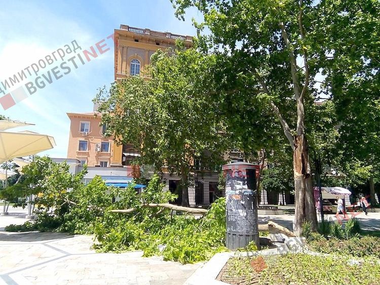 Огромен клон падна на централната пешеходна алея на Димитровгрд