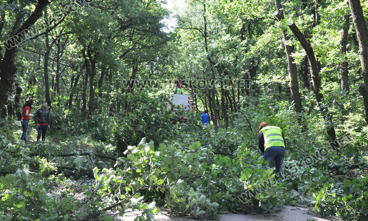 Служители на „Екопрогрес“ рязаха опасни клони и сухи дървета в „Кенана“