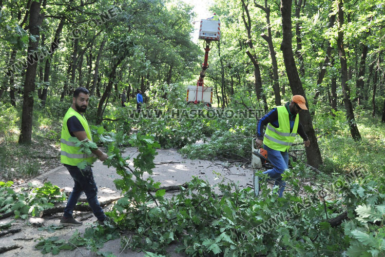 Служители на „Екопрогрес“ рязаха опасни клони и сухи дървета в „Кенана“