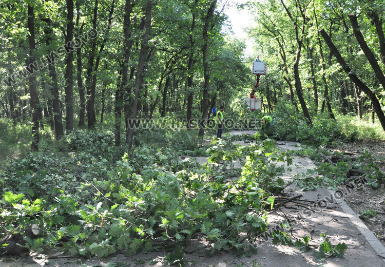 Служители на „Екопрогрес“ рязаха опасни клони и сухи дървета в „Кенана“