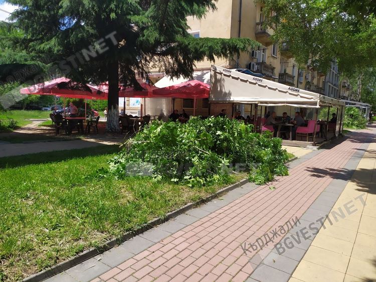 Валят сигнали за опасни клони в Кърджали, фирма ОБЧ в кампания за кастренето им