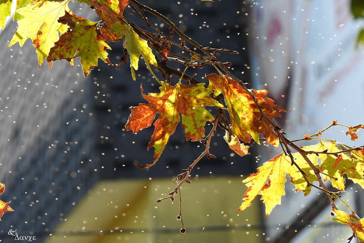 Облаци дребни мушички нападнаха първомайци 