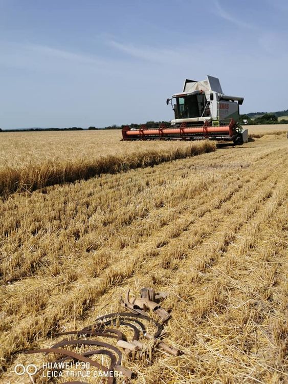 В Навъсен зажънаха класовете