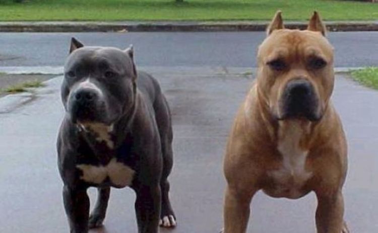 Питбули нахапаха жена,излязла с детето си в Бенковски, собственикът е арестуван