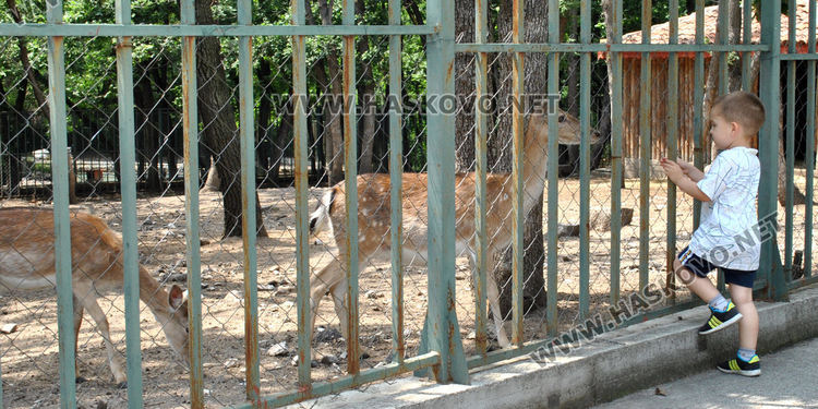 Еленче се роди в хасковския зоопарк, очакват още 5 