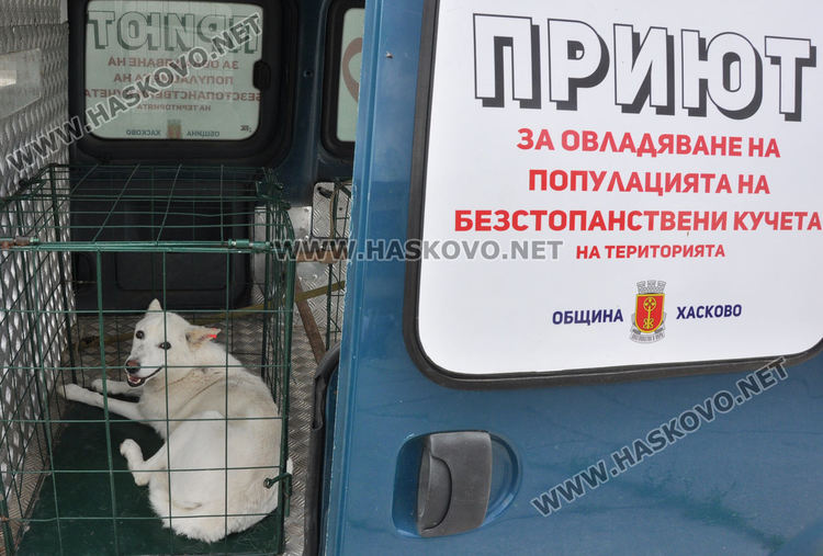 16 кучета са осиновени от приюта в Хасково