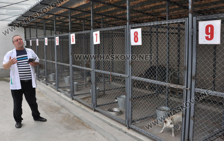 16 кучета са осиновени от приюта в Хасково