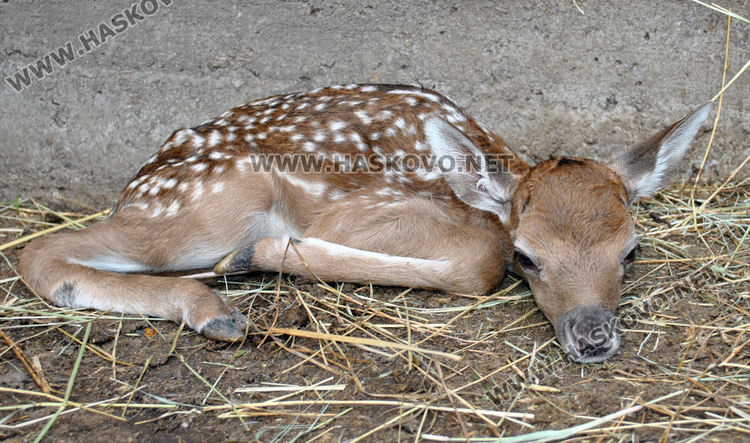 Еленче се роди в хасковския зоопарк, очакват още 5 