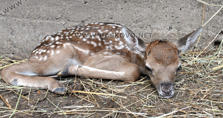 Еленче се роди в хасковския зоопарк, очакват още 5 