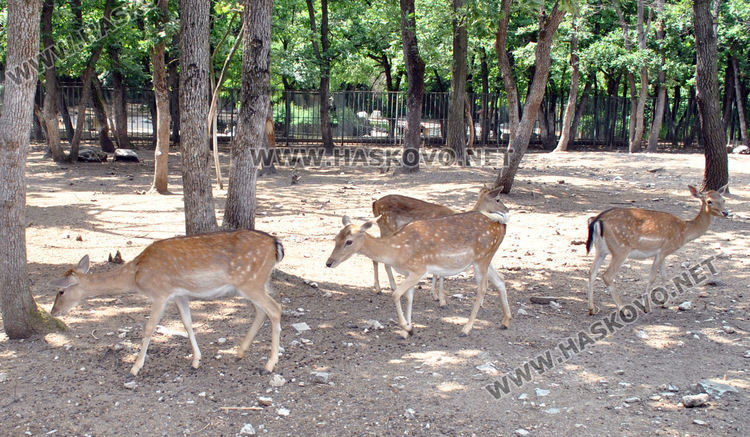 Еленче се роди в хасковския зоопарк, очакват още 5 