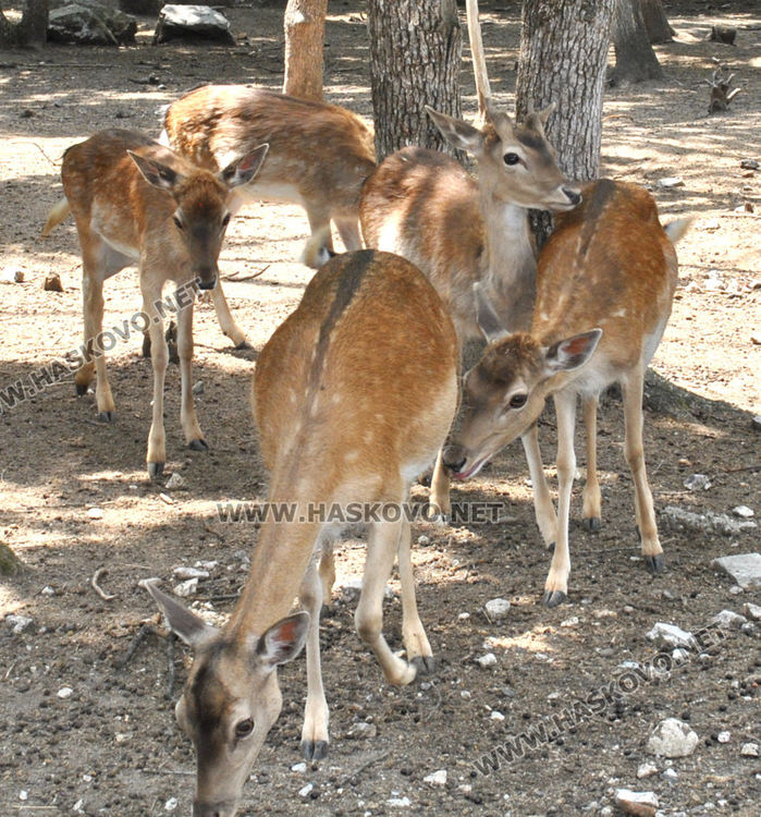 Еленче се роди в хасковския зоопарк, очакват още 5 