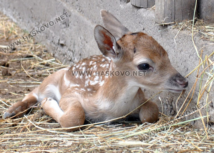 Еленче се роди в хасковския зоопарк, очакват още 5 