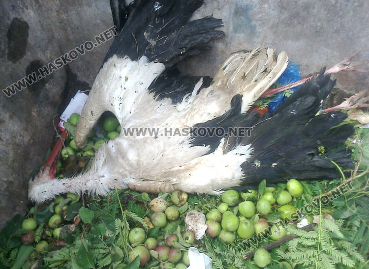 Градушката увредила коли, лампи и насаждения, загинал е щъркел