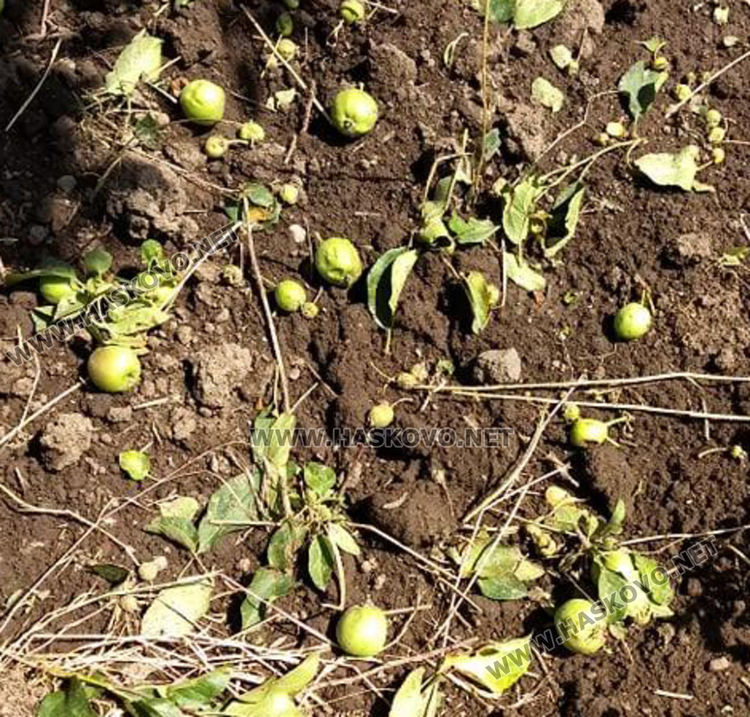 Градушката увредила коли, лампи и насаждения, загинал е щъркел