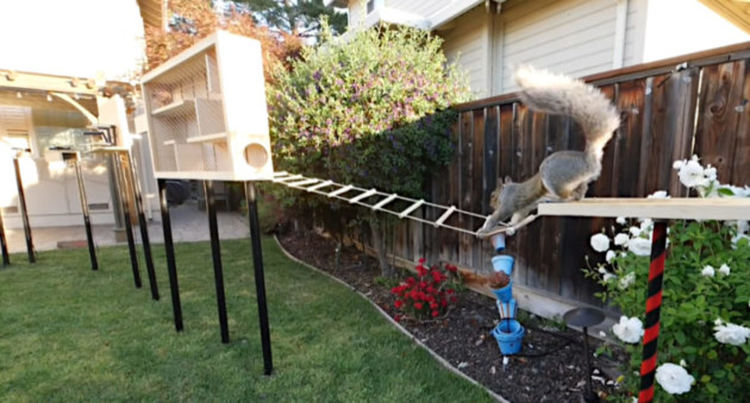 Бившият инженер от НАСА и проблемът с хитрите катерици нинджа (видео)