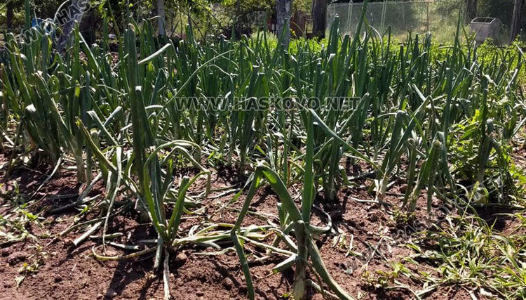 Градушката увредила коли, лампи и насаждения, загинал е щъркел