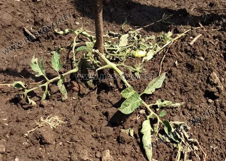 Градушката увредила коли, лампи и насаждения, загинал е щъркел