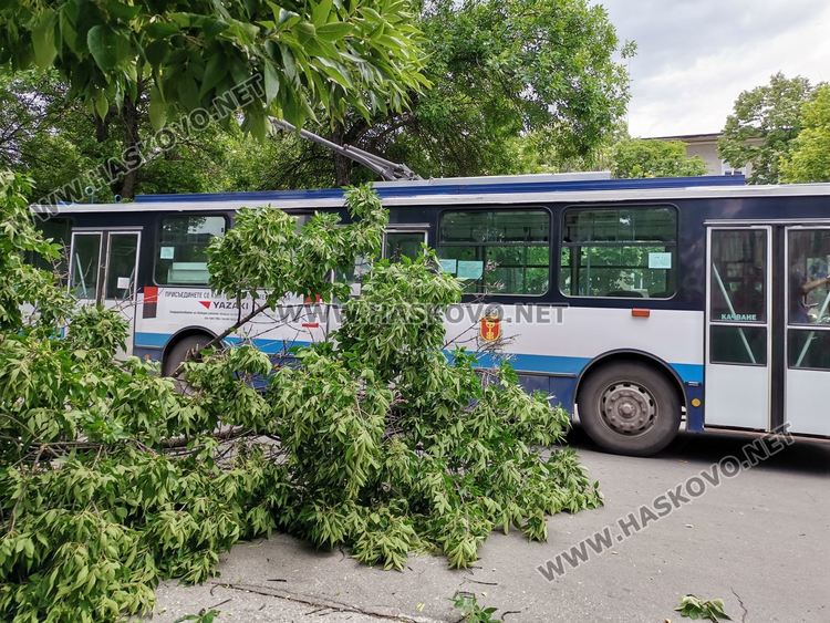 Вятърът пречупи дърво до хасковската болница