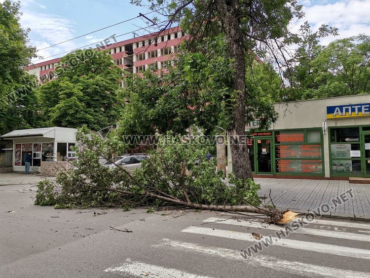 Вятърът пречупи дърво до хасковската болница