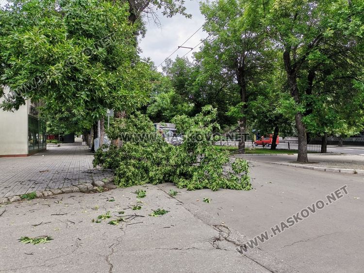 Вятърът пречупи дърво до хасковската болница