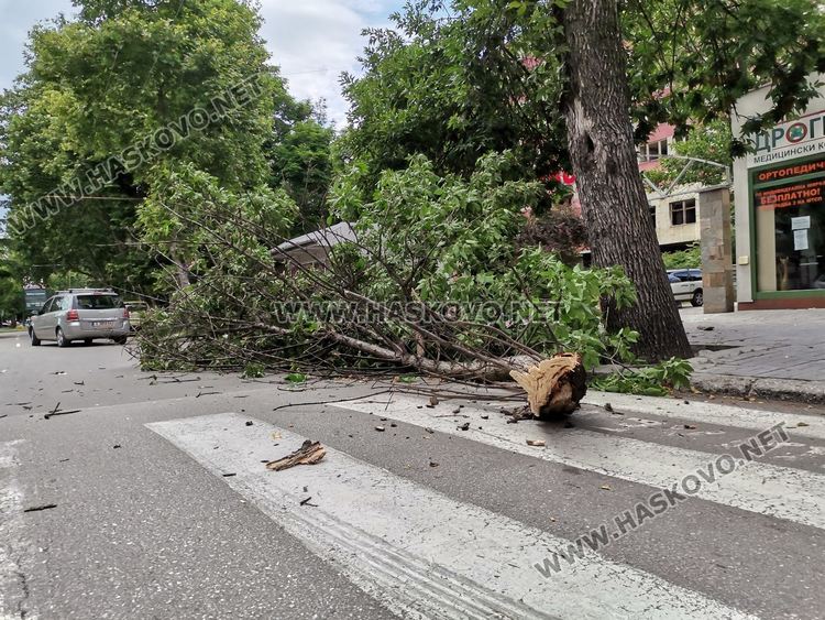 Вятърът пречупи дърво до хасковската болница
