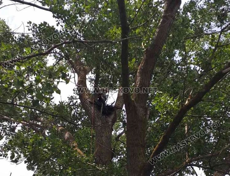 Поставяне на изкуствени гнезда