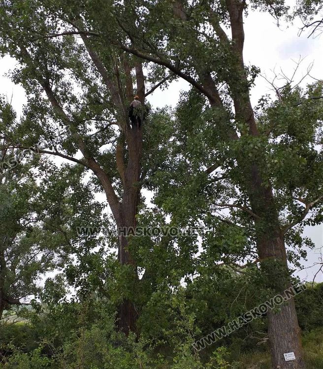 Поставяне на изкуствени гнезда