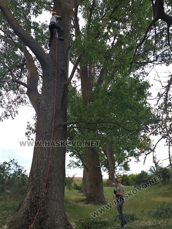 Поставяне на изкуствени гнезда