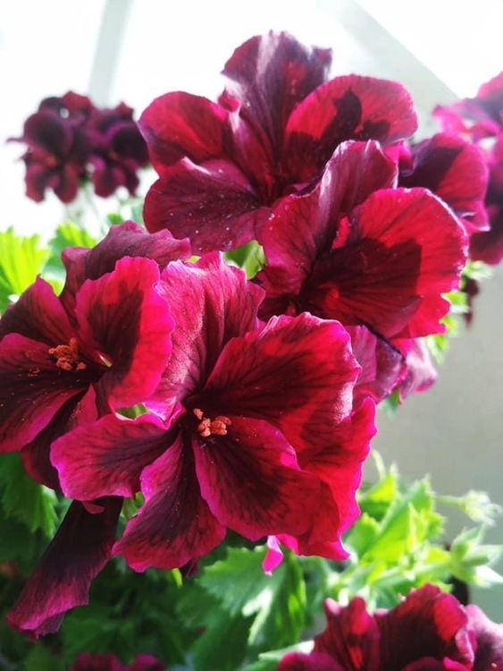 Гръмотевични бури и в сряда с код „жълто“ за дъжд