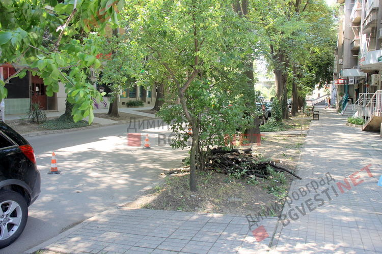 Окастрените клони на улица "Ромен Ролан"