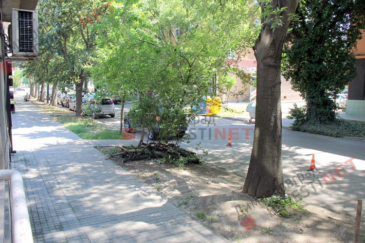 Окастрените клони на улица "Ромен Ролан"