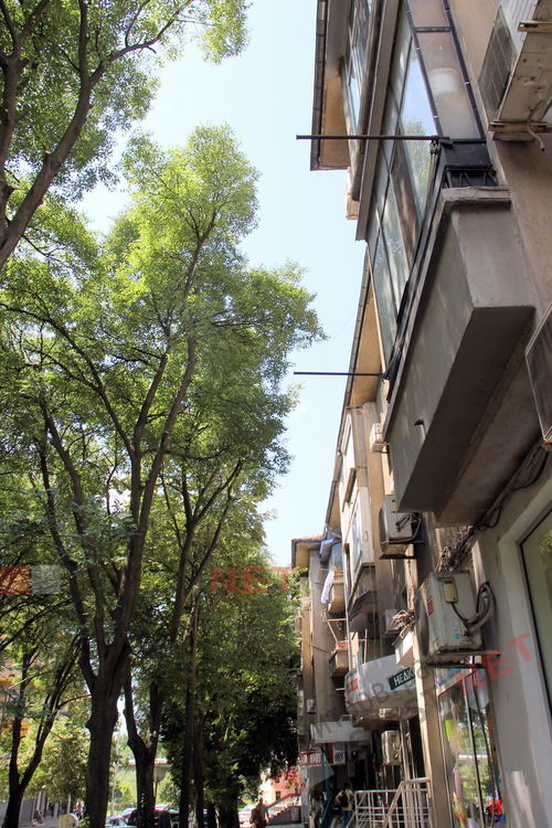 Окастрените дървета