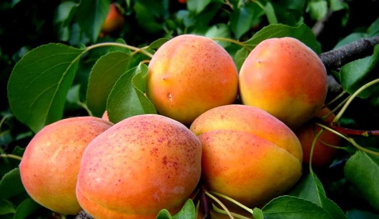 В Силистренско берат кайсиите