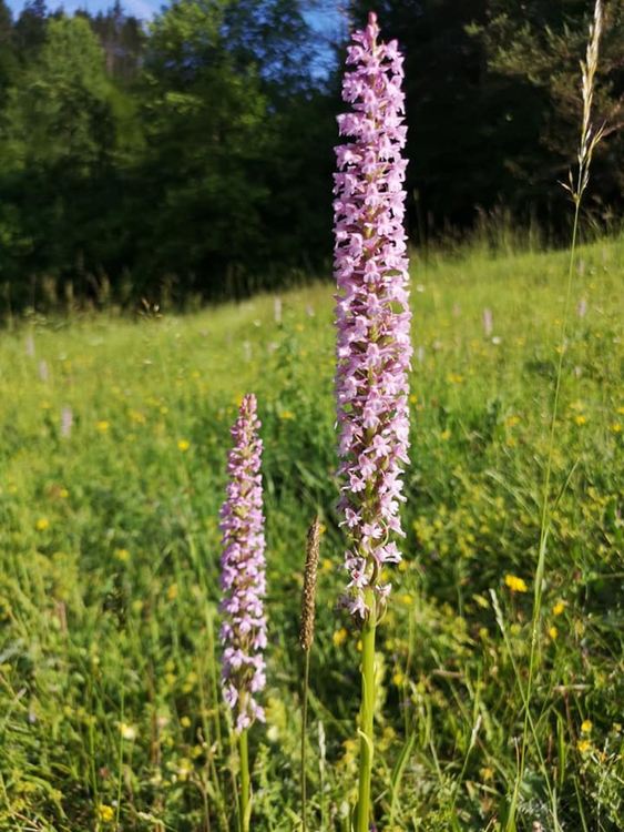 Фестивалът на дивите цветя отново събира почитатели на билките в Родопите