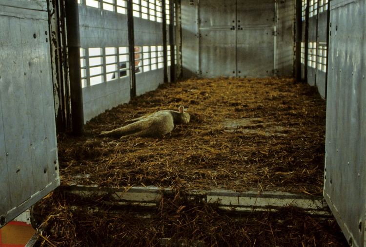 ЕП създава комисия за транспорта на селскостопански животни в ЕС