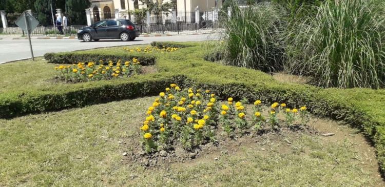 Посадиха цветя и дървета в Асеновград