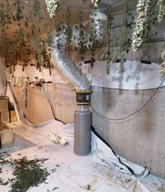 56-годишна жена е обвиняема  за производство и съхранение на канабис за близо 70 хил лв