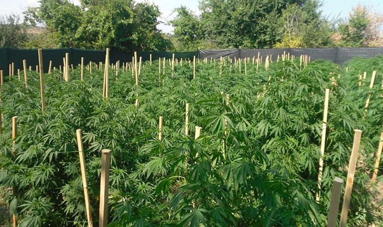 снимката е илюстративна