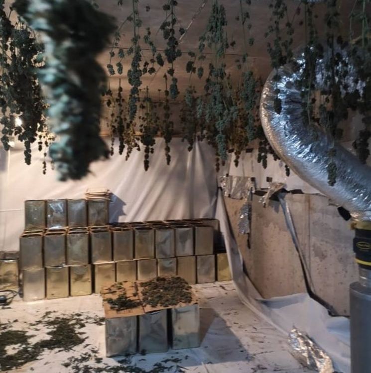 56-годишна жена е обвиняема  за производство и съхранение на канабис за близо 70 хил лв