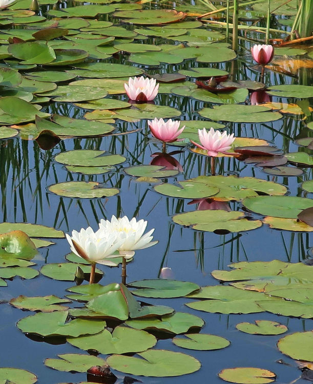 Българин създаде ферма за водни лилии, след като посети Индонезия