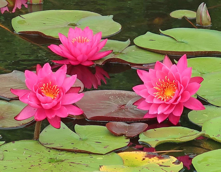 Българин създаде ферма за водни лилии, след като посети Индонезия