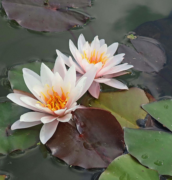 Българин създаде ферма за водни лилии, след като посети Индонезия