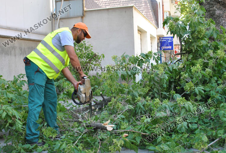 Поетапно затварят и отварят ул. „Г. Кирков„ днес заради санитарна сеч