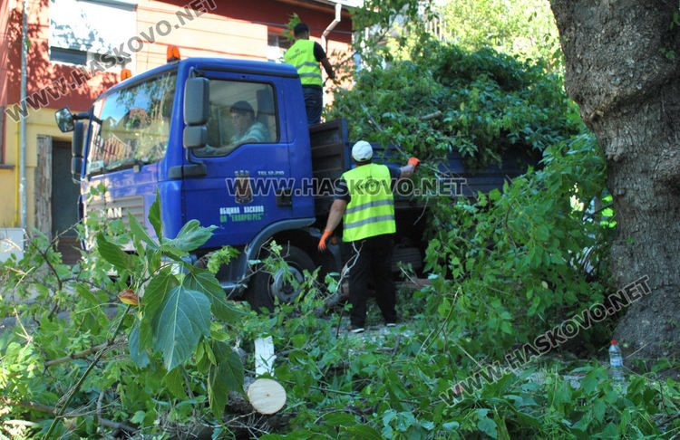 Поетапно затварят и отварят ул. „Г. Кирков„ днес заради санитарна сеч