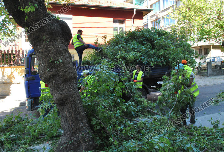 Поетапно затварят и отварят ул. „Г. Кирков„ днес заради санитарна сеч