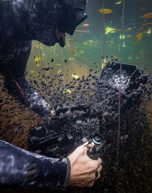 Хиляди попови лъжички харесват камерата на подводен оператор