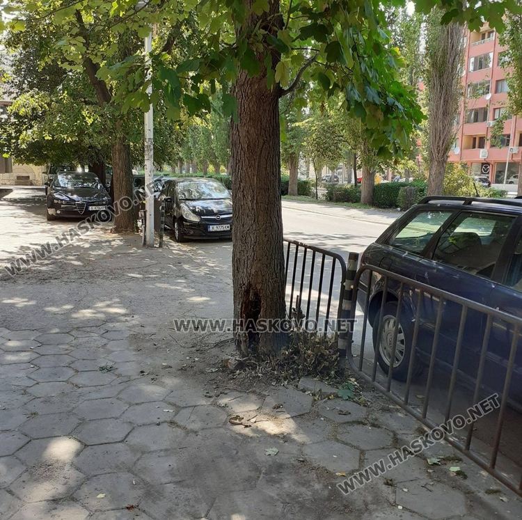 Дърво с продънен дънер създава опасност по бул. „България“