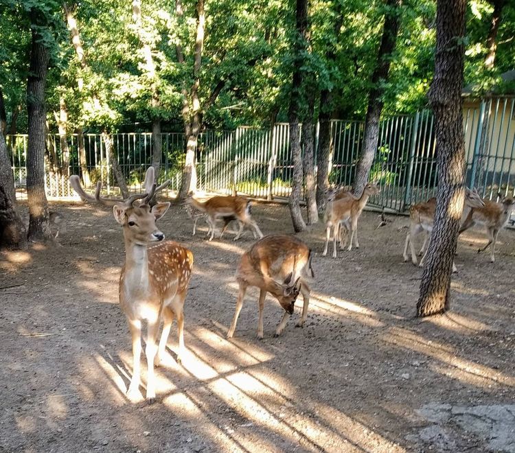 Бебе еленче в новото попълнение в зоопарка на Кенана